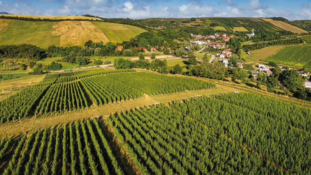 vinarstvi-vaclav-vol-2-5